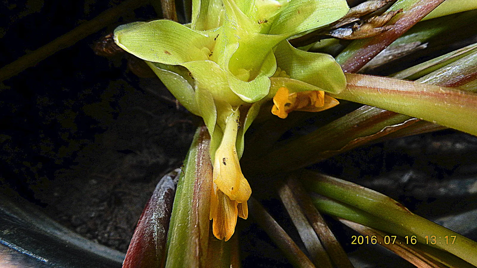 Yellow Bahia (Bahia Absinthifolia) — yellow flowers in the garden; yellow Bahia (Bahia absinthifolia) is a heat-loving perennial, flourishing in USDA zones 5-10