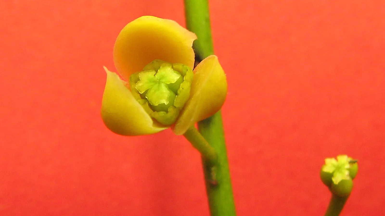 Yellow Bahia (Bahia Absinthifolia) — Ideal for xeriscaping and rock gardens; further adding to its appeal