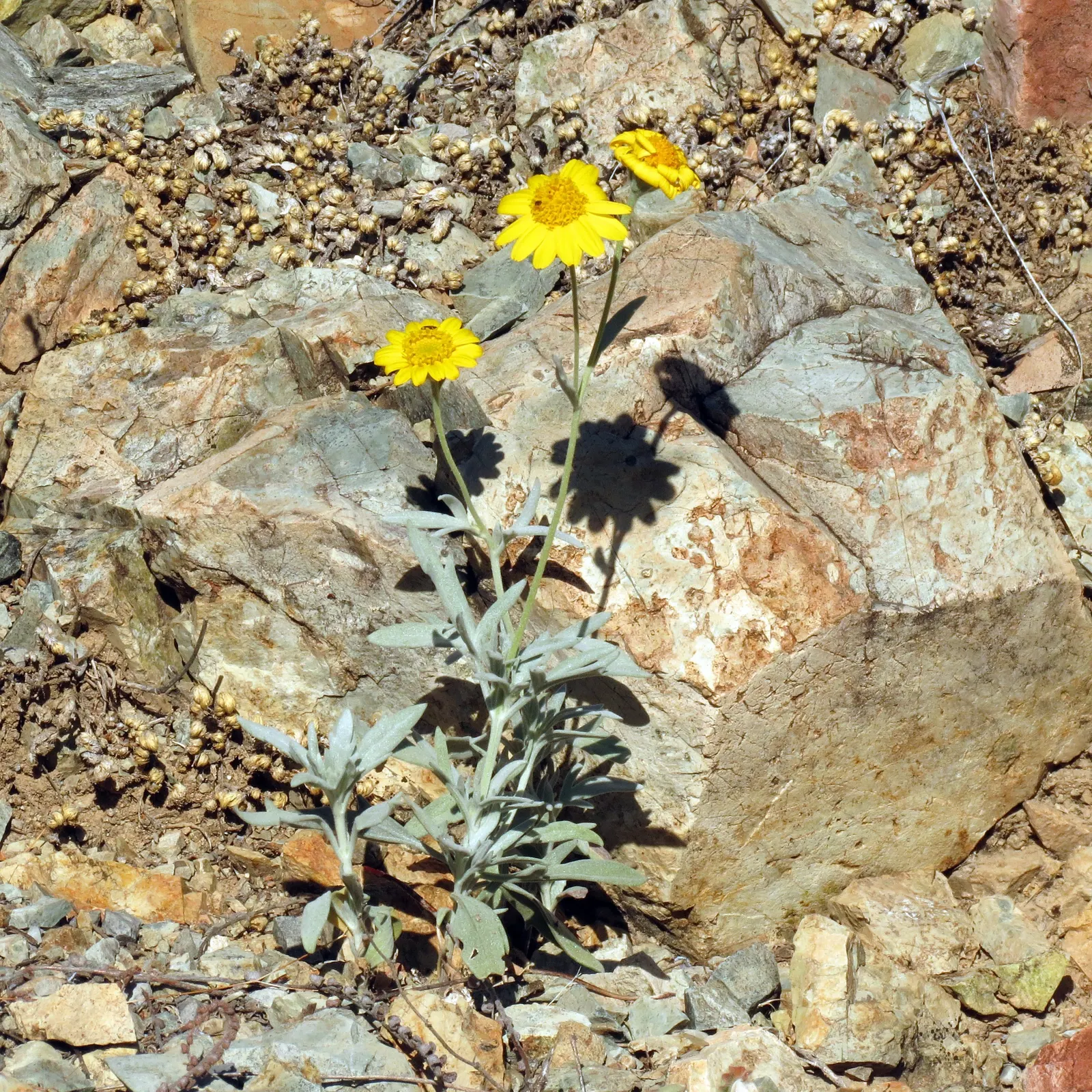 Yellow Bahia (Bahia Absinthifolia) — The plant prefers well-draining conditions and is highly resistant to pests and diseases; yellow flowers in the garden