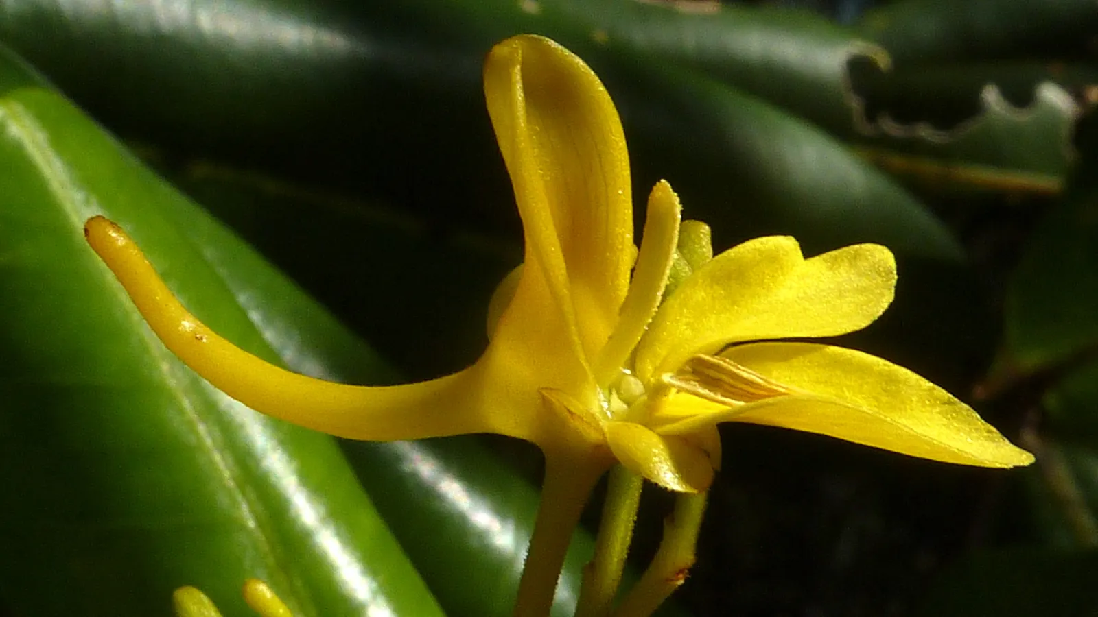 Yellow Bahia (Bahia Absinthifolia) — making it an ideal choice for sunny