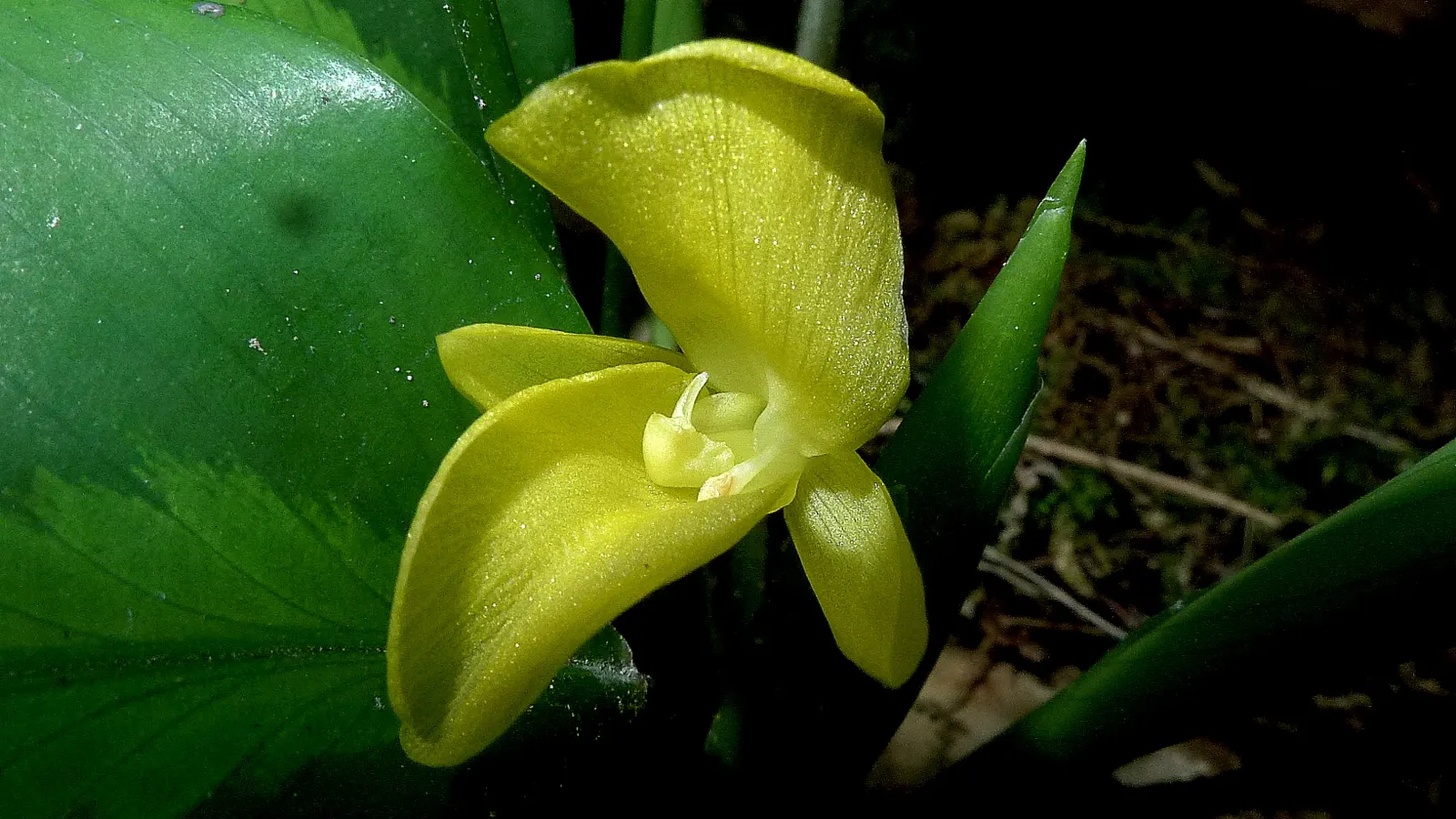Yellow Bahia (Bahia Absinthifolia) — is a charming perennial herbaceous plant that brings a burst of vibrant yellow to any landscape design