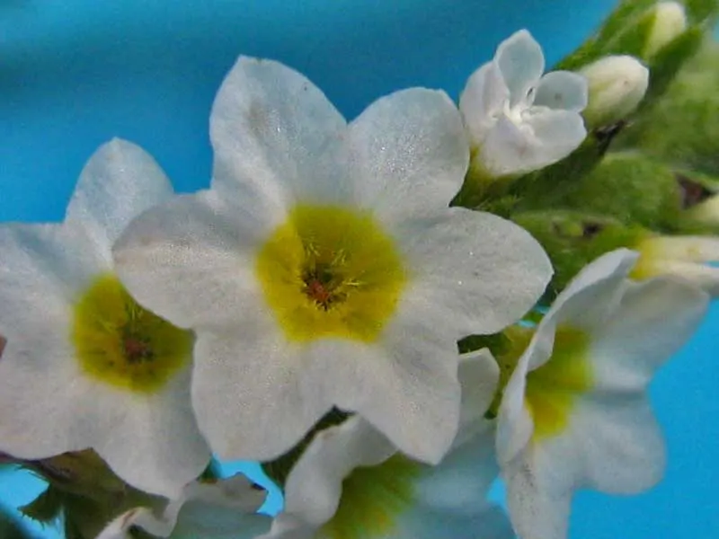 Yellow Bahia (Bahia Absinthifolia) — Bahia absinthifolia requires very minimal maintenance once established; making it an ideal choice for sunny