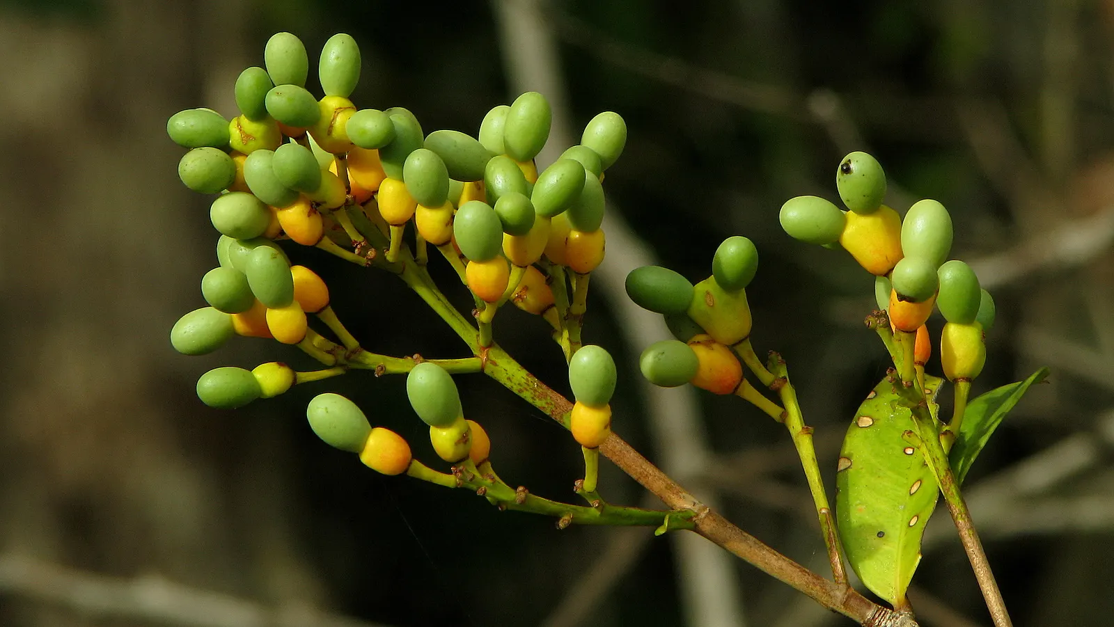 Yellow Bahia (Bahia Absinthifolia) — scientifically known as Bahia absinthifolia; arid regions.<br><br>Typically reaching a modest height of 12 to 18 inches