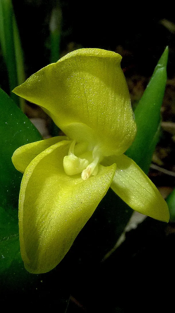 Yellow Bahia (Bahia Absinthifolia) — Drought-tolerant once established, it thrives in full sun with well-draining soil