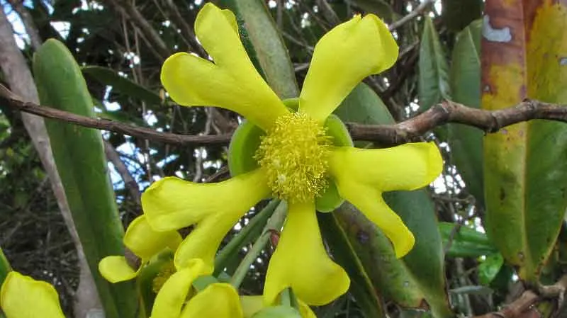 Yellow Bahia (Bahia Absinthifolia) — further adding to its appeal; ideal for xeriscaping and rock gardens