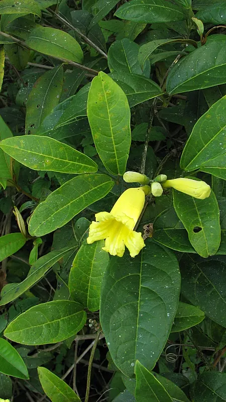Yellow Bahia (Bahia Absinthifolia) — ground cover / perennial for full