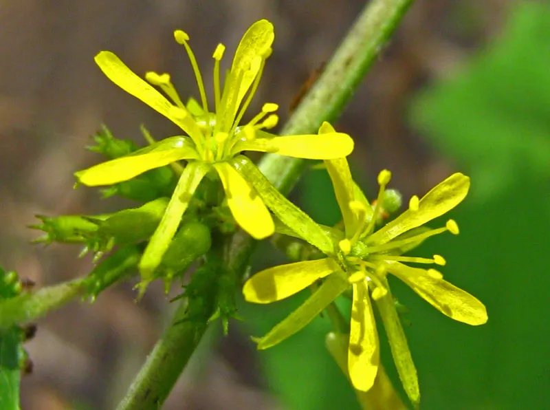 Yellow Bahia (Bahia Absinthifolia) — Bahia absinthifolia requires very minimal maintenance once established