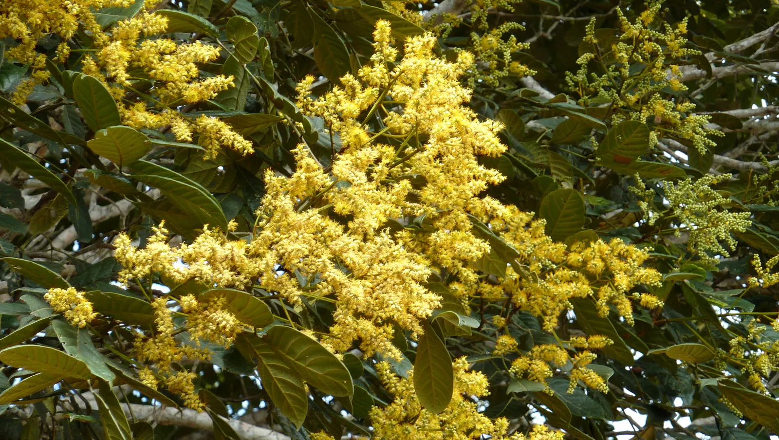 Yellow Bahia (Bahia Absinthifolia) — making it an ideal choice for sunny; this low-maintenance plant adds a splash of color with minimal water requirements