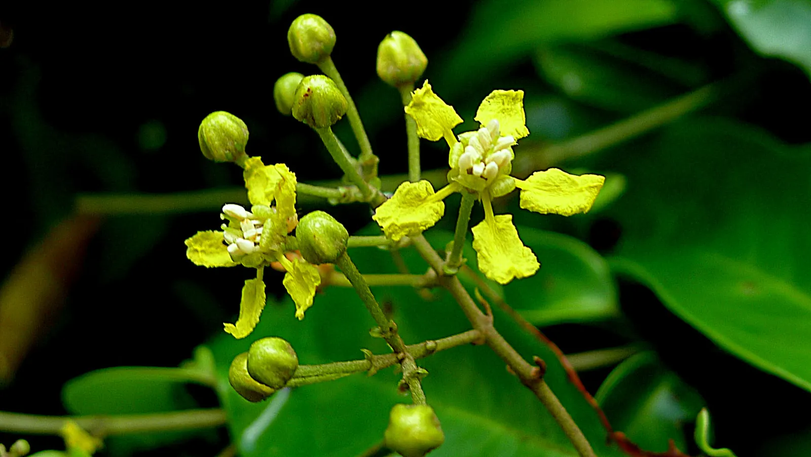 Yellow Bahia (Bahia Absinthifolia) — Drought-tolerant once established, it thrives in full sun with well-draining soil; scientifically known as Bahia