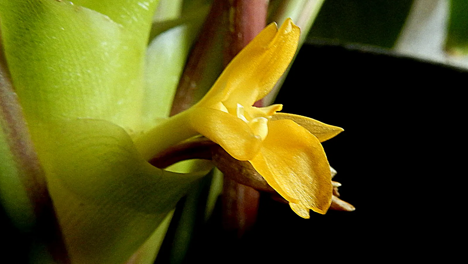 Yellow Bahia (Bahia Absinthifolia) — Yellow Bahia (Bahia absinthifolia) is a heat-loving perennial, flourishing in USDA zones 5-10; drought-tolerant once