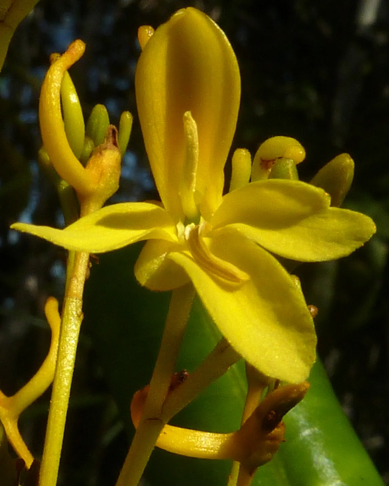 Yellow Bahia (Bahia Absinthifolia) — It showcases feathery, gray-green foliage, reaching 1-2 feet tall and wide