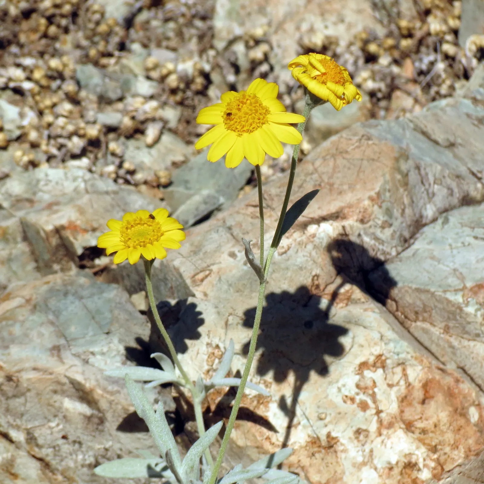 Yellow Bahia (Bahia Absinthifolia) — ground cover / perennial for full; when incorporating the Yellow Bahia into a garden design
