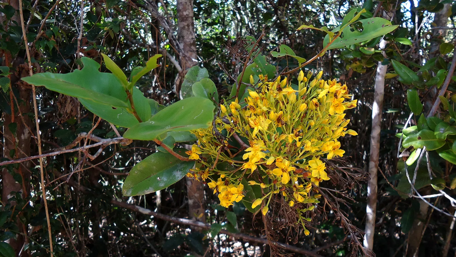 Yellow Bahia (Bahia Absinthifolia) — providing a long-lasting display of color