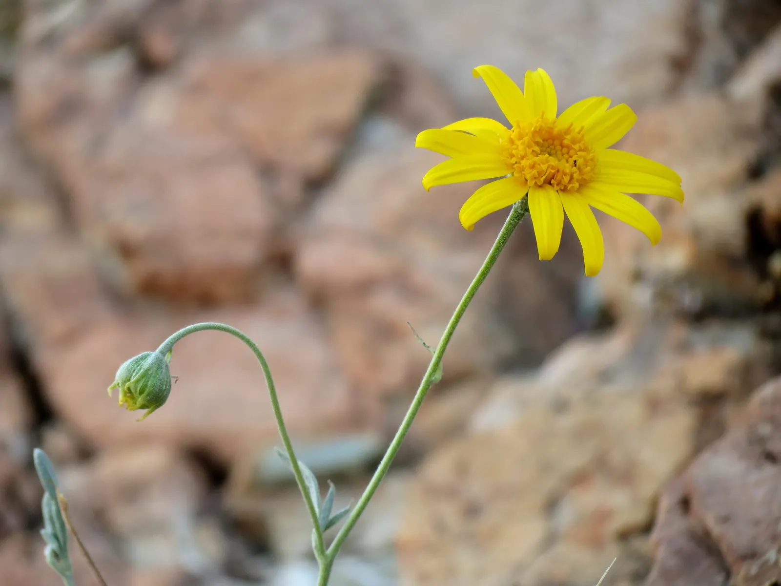 Yellow Bahia (Bahia Absinthifolia) — is a charming perennial herbaceous plant that brings a burst of vibrant yellow to any landscape design; ground cover /