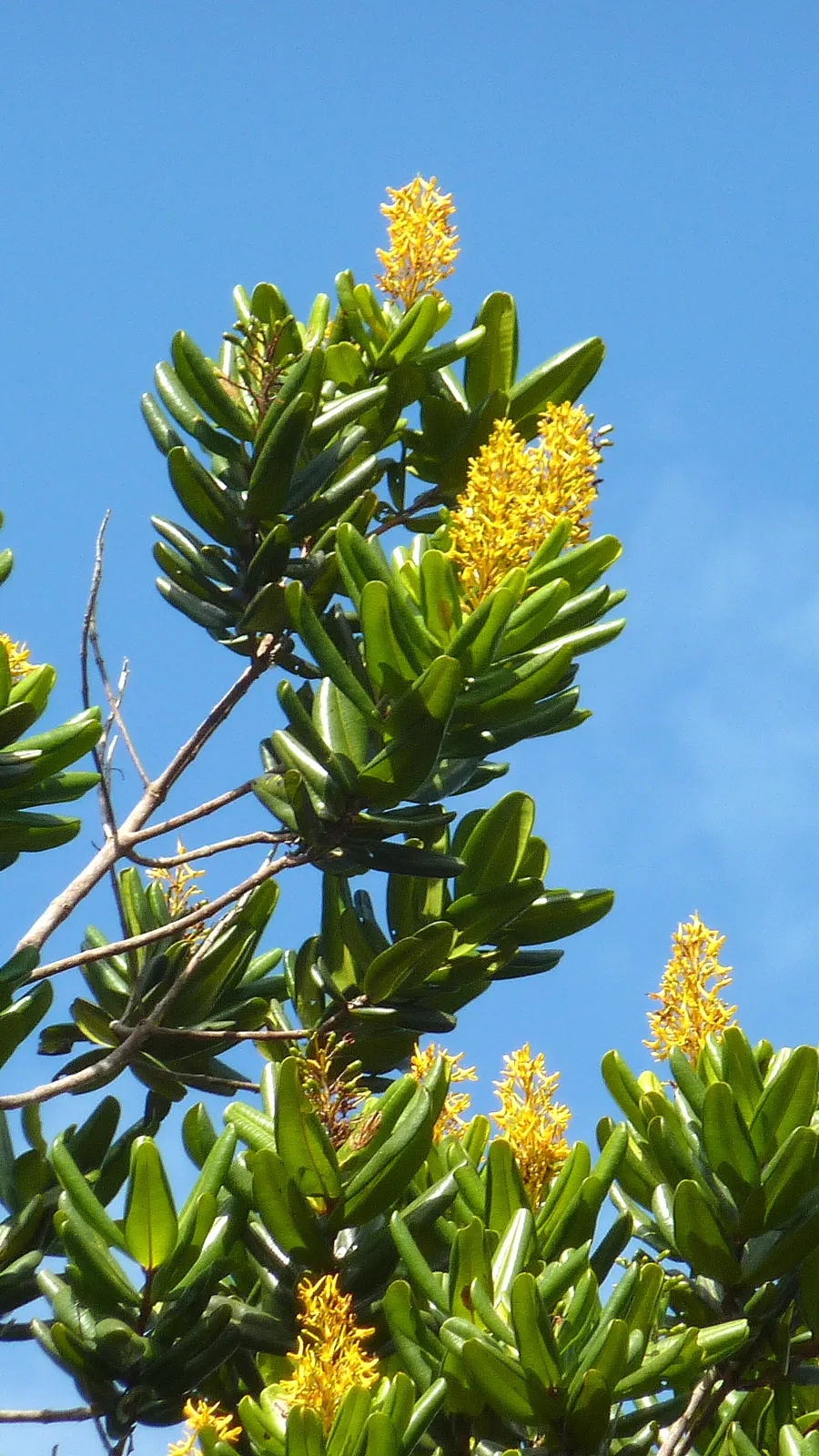 Yellow Bahia (Bahia Absinthifolia) — further adding to its appeal