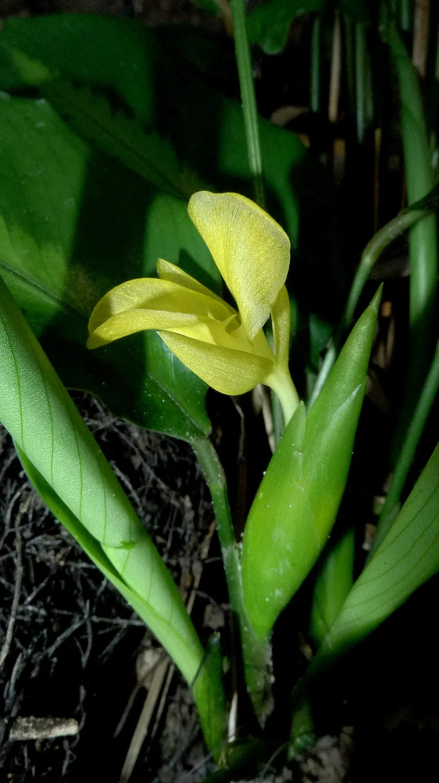 Yellow Bahia (Bahia Absinthifolia) — Ideal for xeriscaping and rock gardens