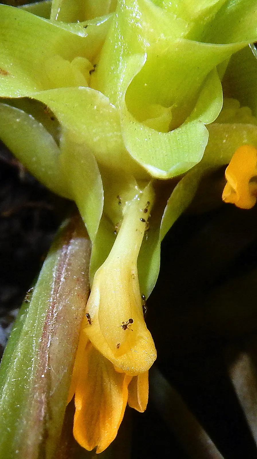 Yellow Bahia (Bahia Absinthifolia) — It showcases feathery, gray-green foliage, reaching 1-2 feet tall and wide; providing a long-lasting display, image 38