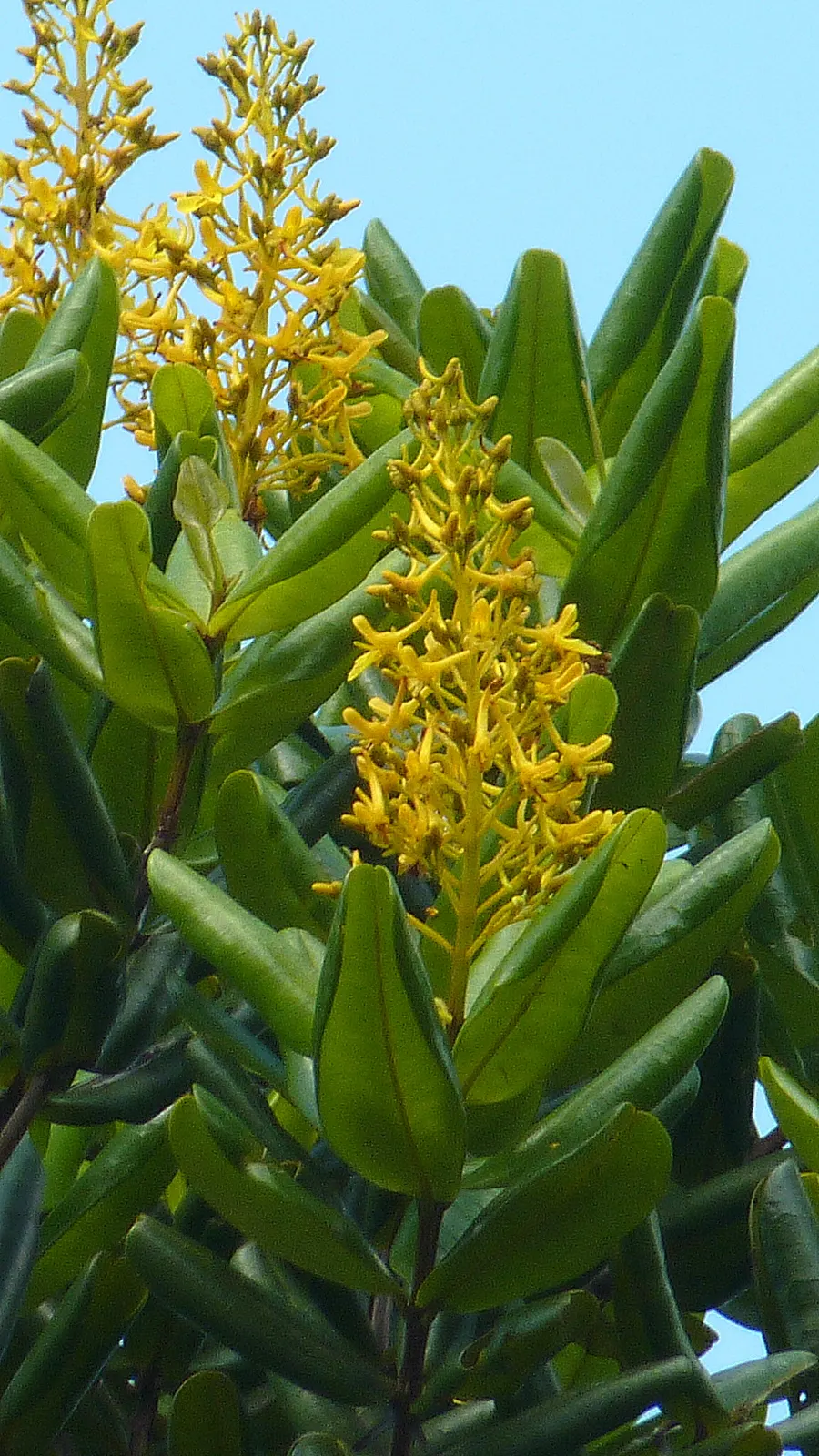 Yellow Bahia (Bahia Absinthifolia) — ground cover / perennial with yellow blooms
