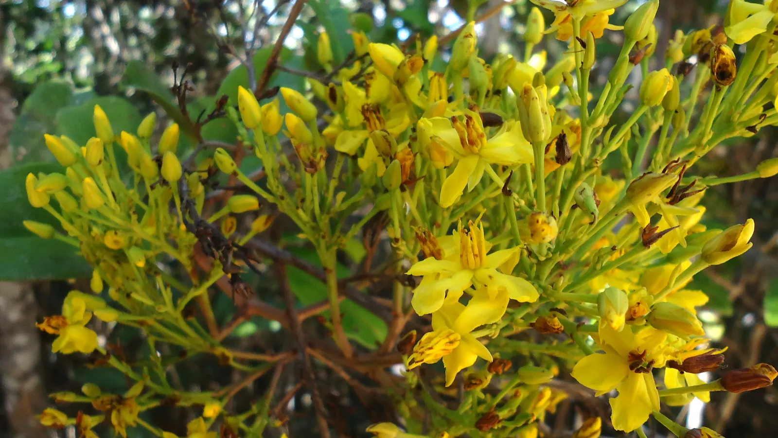 Yellow Bahia (Bahia Absinthifolia) — arid regions.<br><br>Typically reaching a modest height of 12 to 18 inches with a spread of up to 24 inches