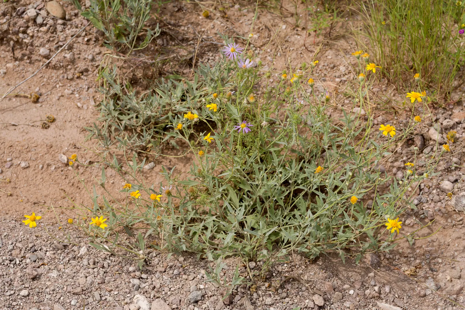 Yellow Bahia (Bahia Absinthifolia) — this low-maintenance plant adds a splash of color with minimal water requirements