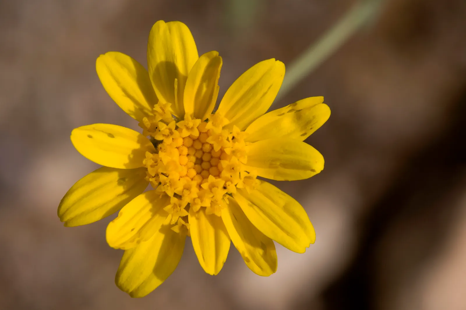 Yellow Bahia (Bahia Absinthifolia) — yellow flowers in the garden