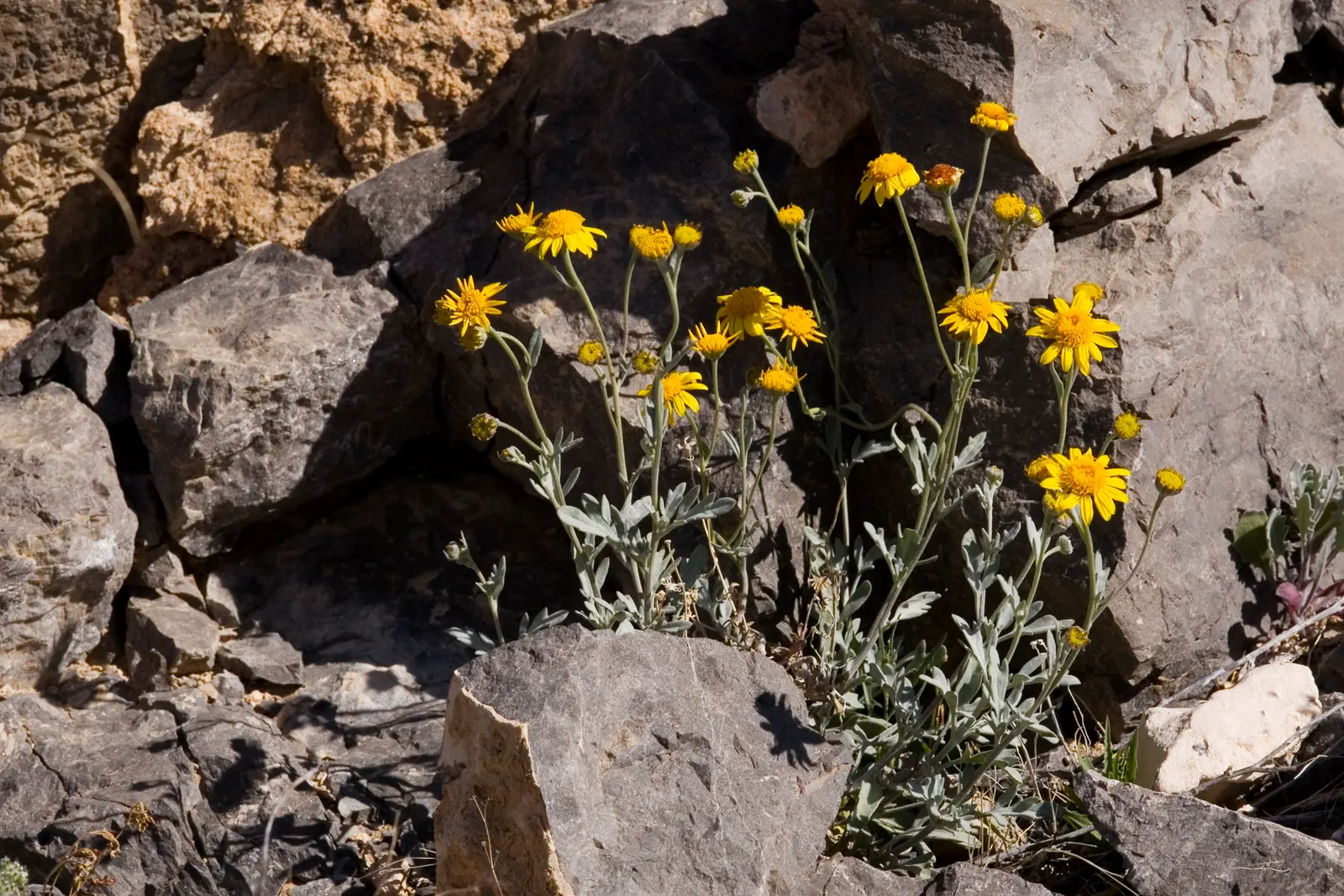 Yellow Bahia (Bahia Absinthifolia) — scientifically known as Bahia absinthifolia