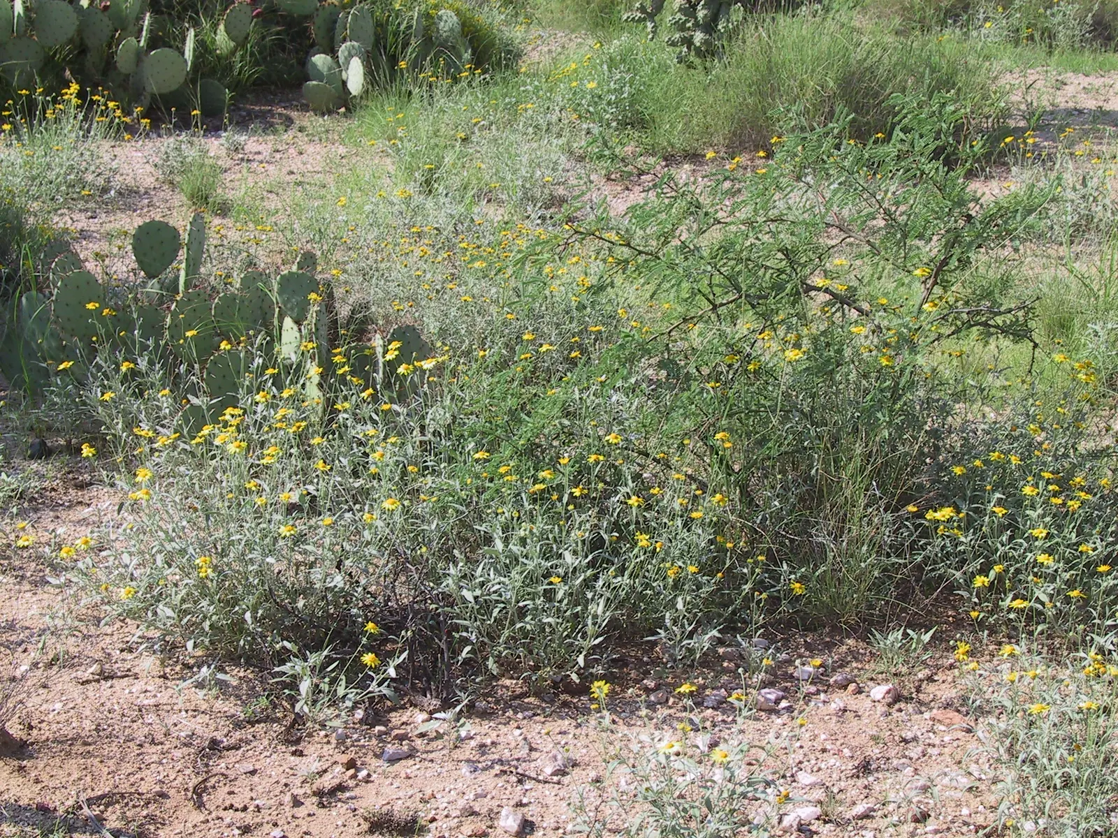 Yellow Bahia (Bahia Absinthifolia) — The plant prefers well-draining conditions and is highly resistant to pests and diseases