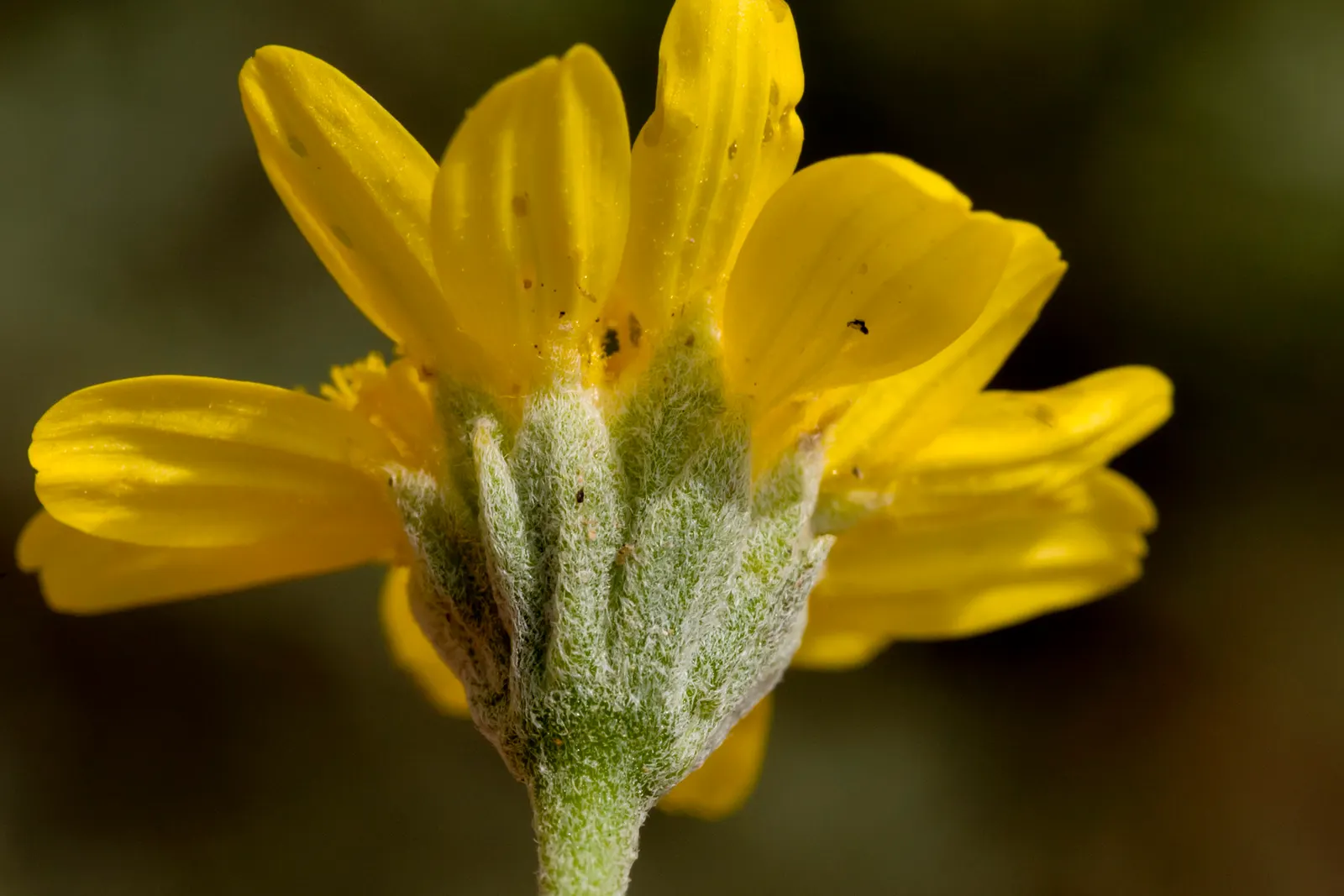 Yellow Bahia (Bahia Absinthifolia) — When incorporating the Yellow Bahia into a garden design