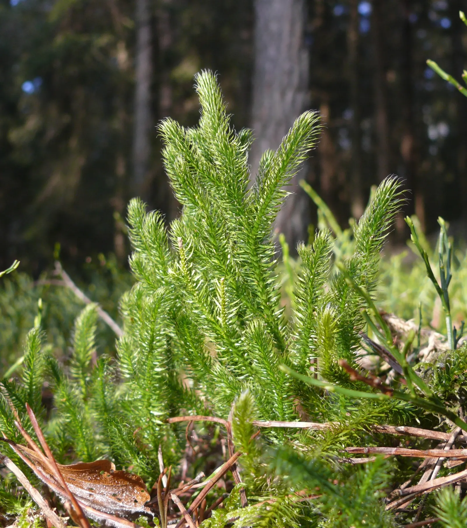 Fern Pine (Podocarpus Gracilior) — or as a stately specimen plant