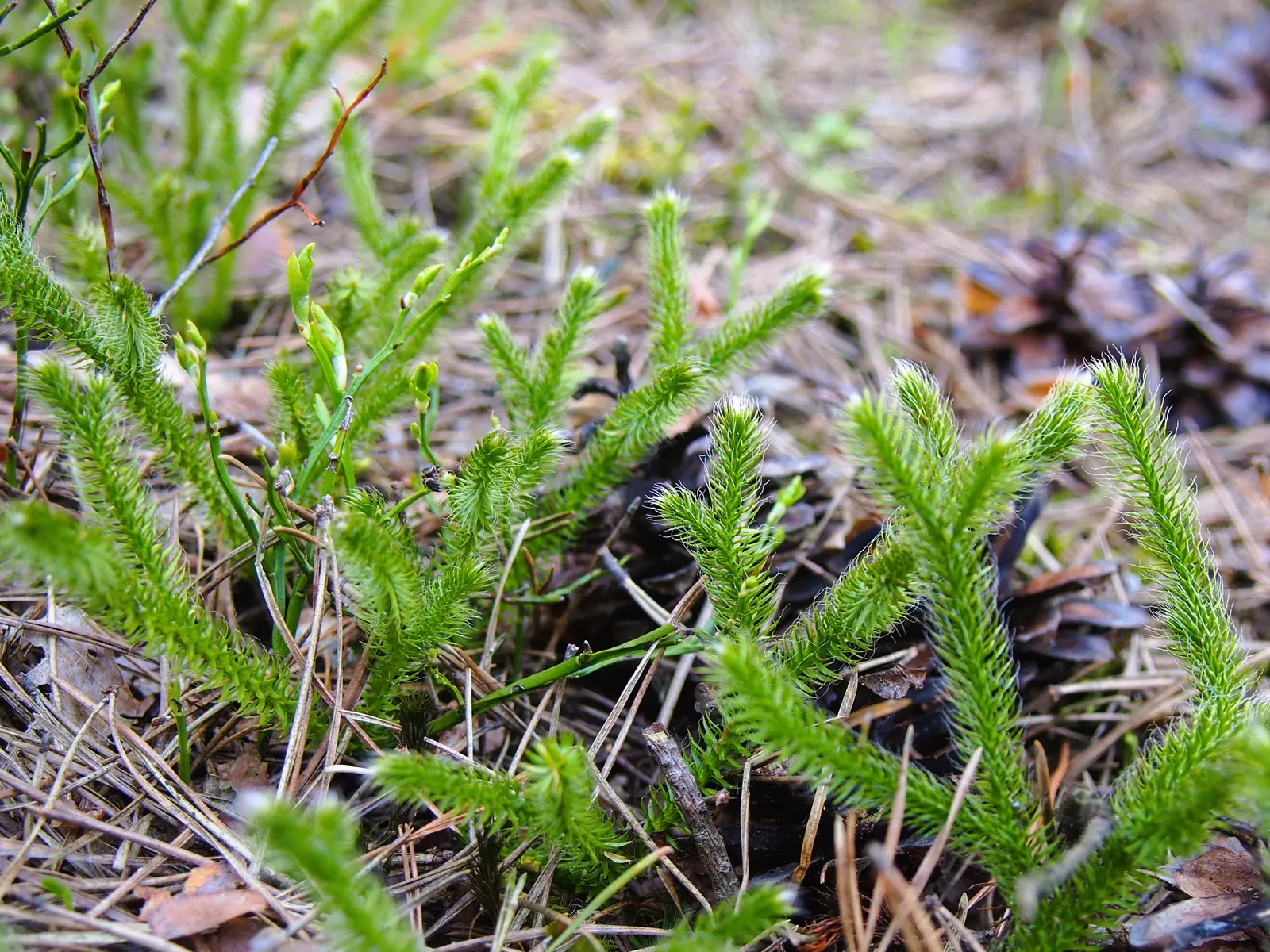 Fern Pine (Podocarpus Gracilior) — it thrives best in well-drained soils with a pH level that is slightly acidic to neutral