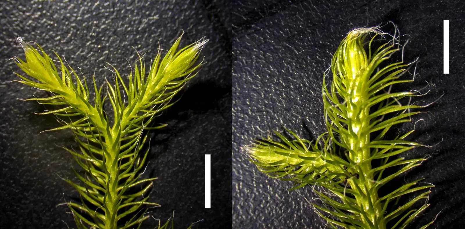Fern Pine (Podocarpus Gracilior) — making it a favored choice for screen plantings; the Fern Pine, or Podocarpus gracilior, is an evergreen with graceful