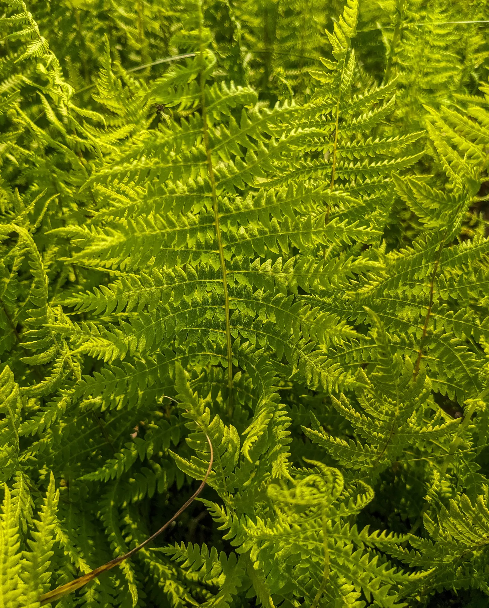 Fern Pine (Podocarpus Gracilior) — Hardy to USDA Zone 9, it tolerates urban conditions well