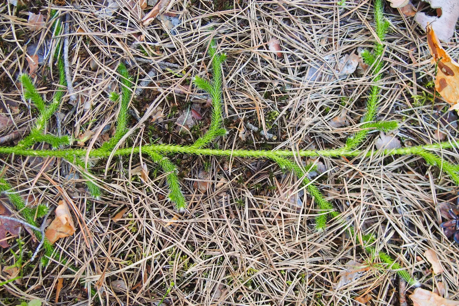 Fern Pine (Podocarpus Gracilior) — When designing for a client