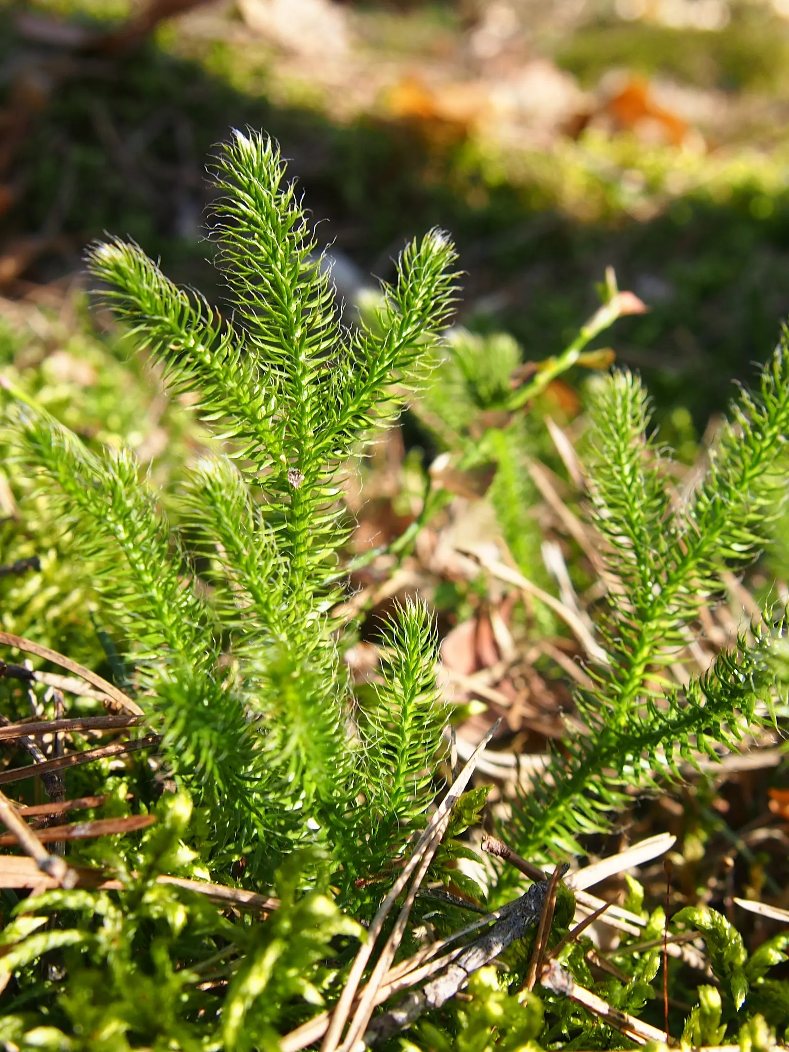 Fern Pine (Podocarpus Gracilior) — Hardy to USDA Zone 9, it tolerates urban conditions well; enhancing the peacefulness of garden settings