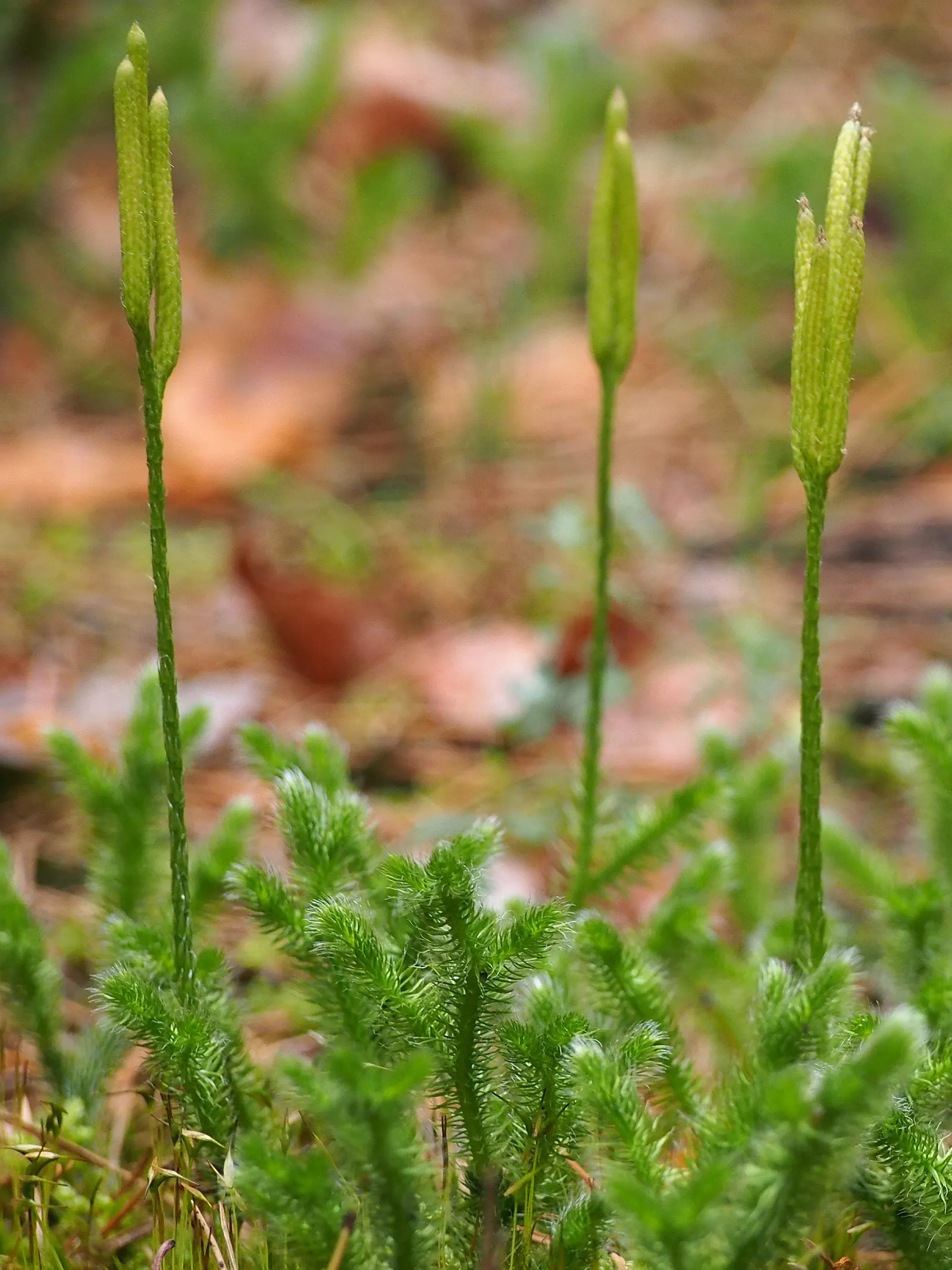 Fern Pine (Podocarpus Gracilior) — scientifically named Podocarpus gracilior