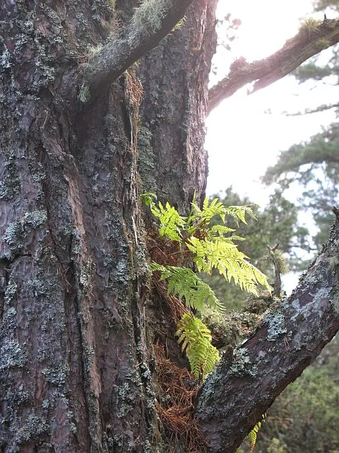 Fern Pine (Podocarpus Gracilior) — Prefers full sun to partial shade and adapts to various soils; offers a refined texture and dense growth, requiring moderate
