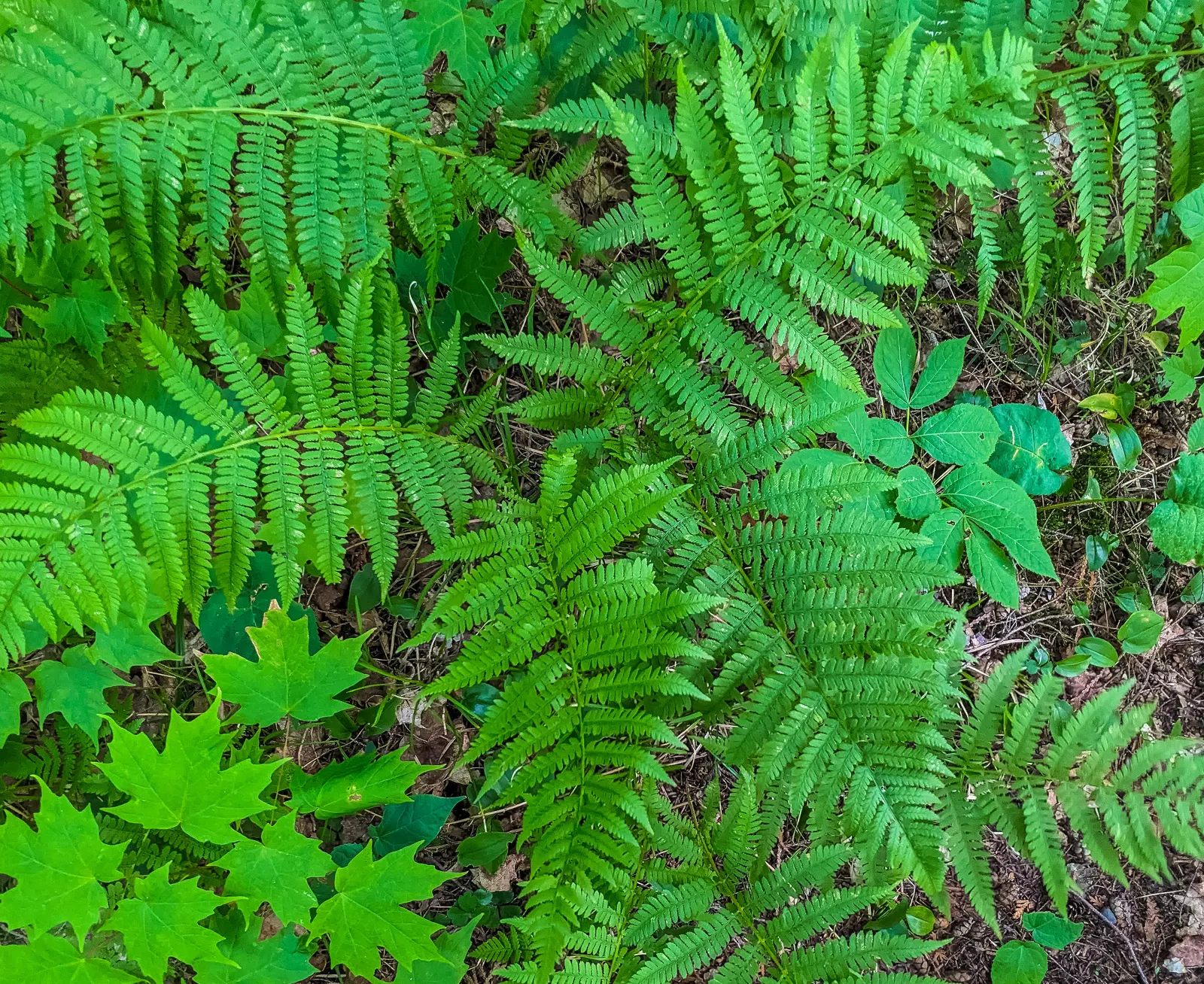Fern Pine (Podocarpus Gracilior) — averaging approximately 1 foot per year; ideal for screens or hedges