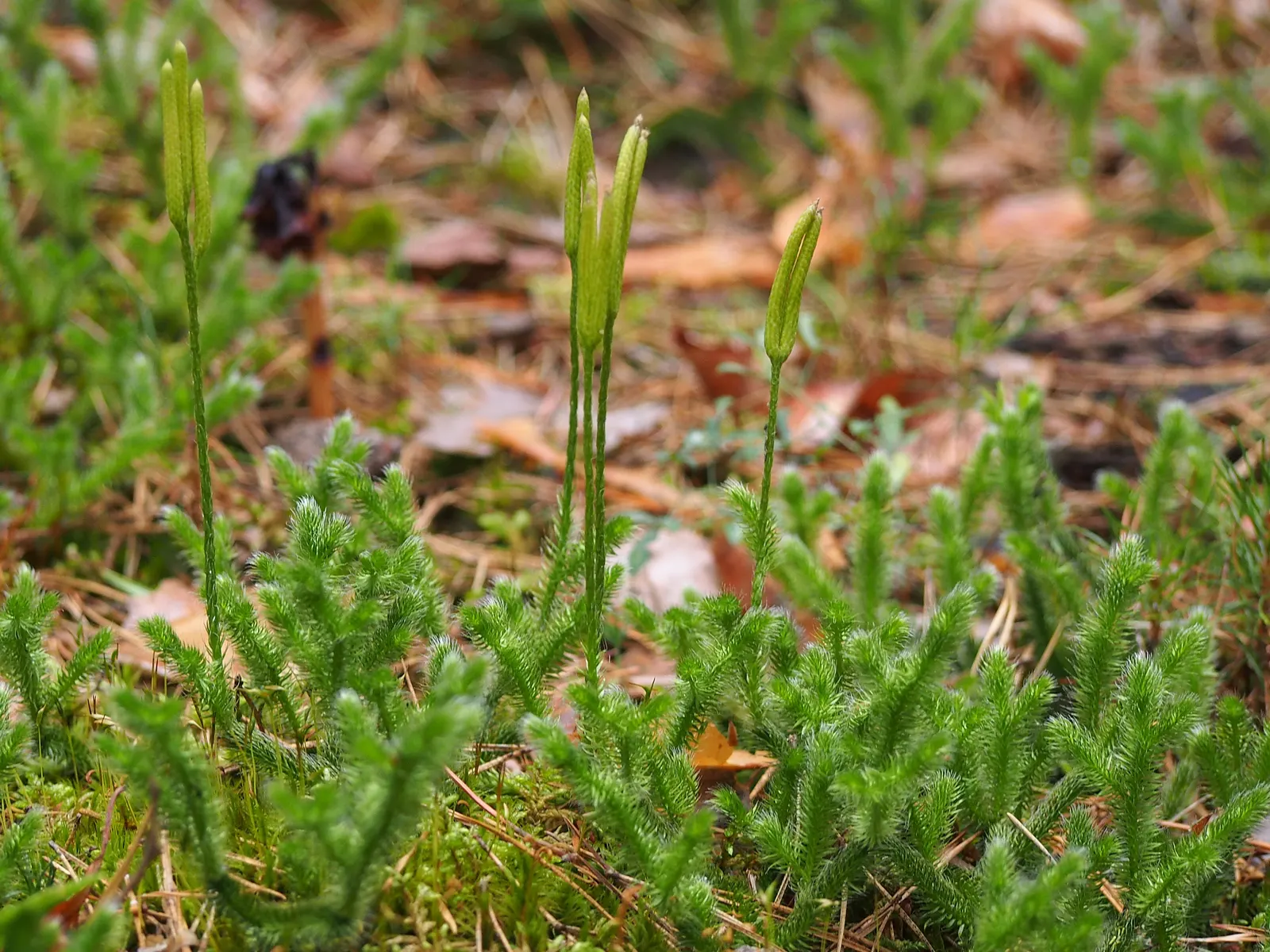 Fern Pine (Podocarpus Gracilior) — Ideal for screens or hedges; the Fern Pine grows in an upright
