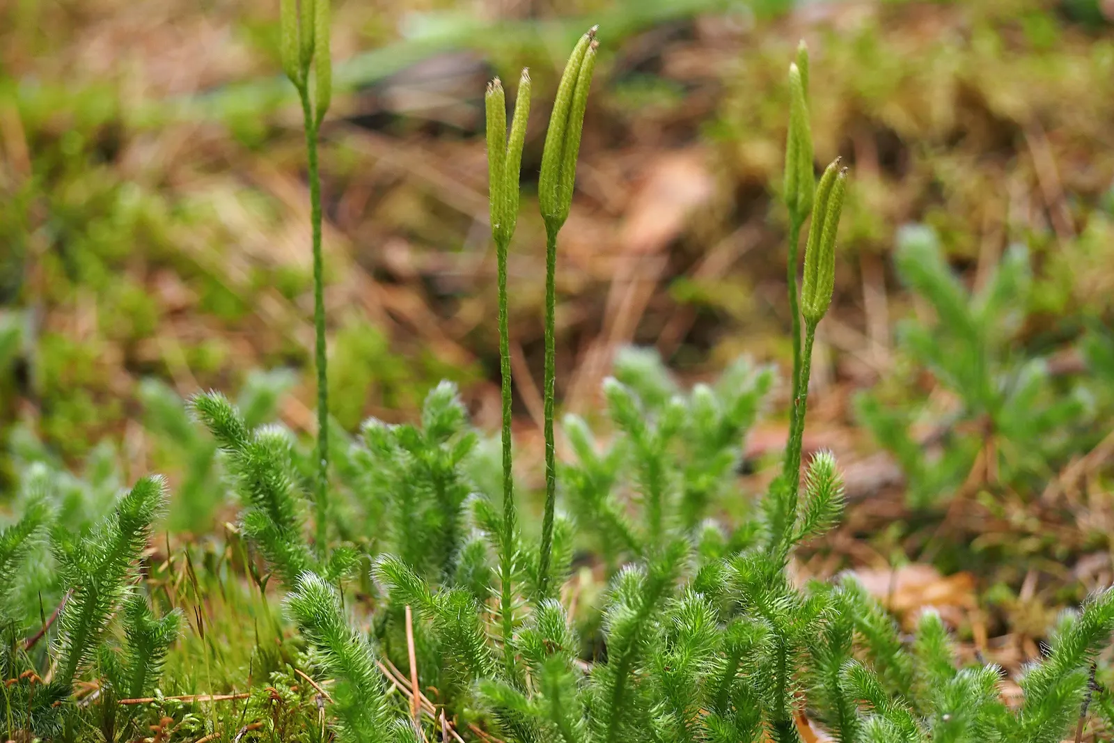 Fern Pine (Podocarpus Gracilior) — it can reach up to 50-70 feet tall and 20-30 feet wide but is often kept smaller through pruning; when designing for a client
