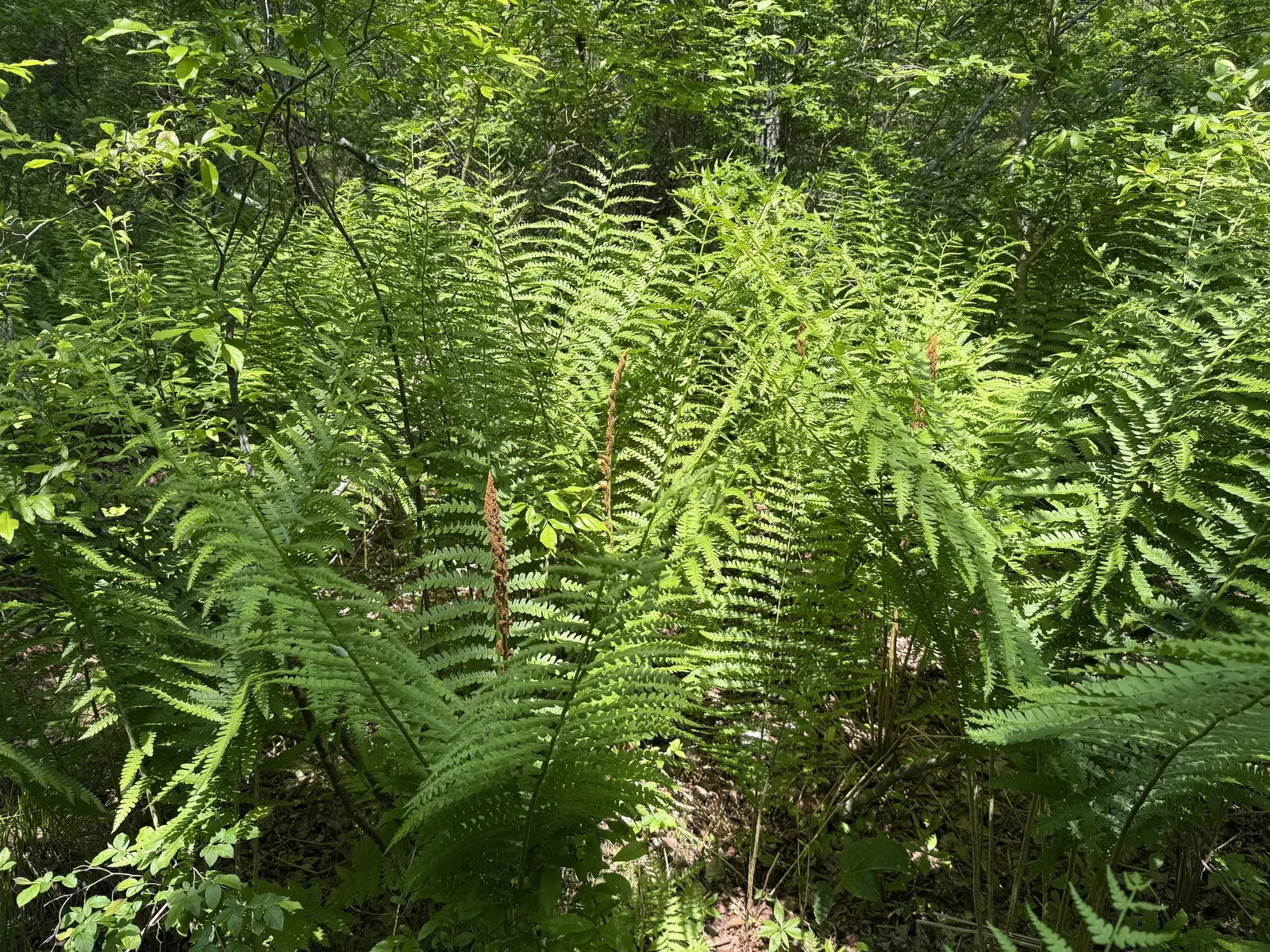 Fern Pine (Podocarpus Gracilior) — is a versatile and attractive evergreen that lends a touch of grace and tropical elegance to any landscape