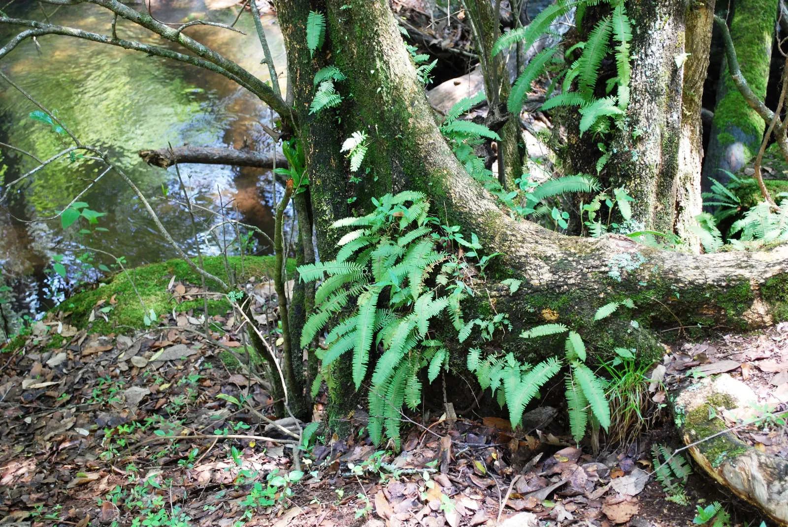 Fern Pine (Podocarpus Gracilior) — while also offering the opportunity for shaping according to aesthetic preference or spatial constraints