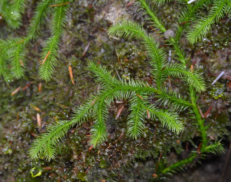 Fern Pine (Podocarpus Gracilior) — Prefers full sun to partial shade and adapts to various soils
