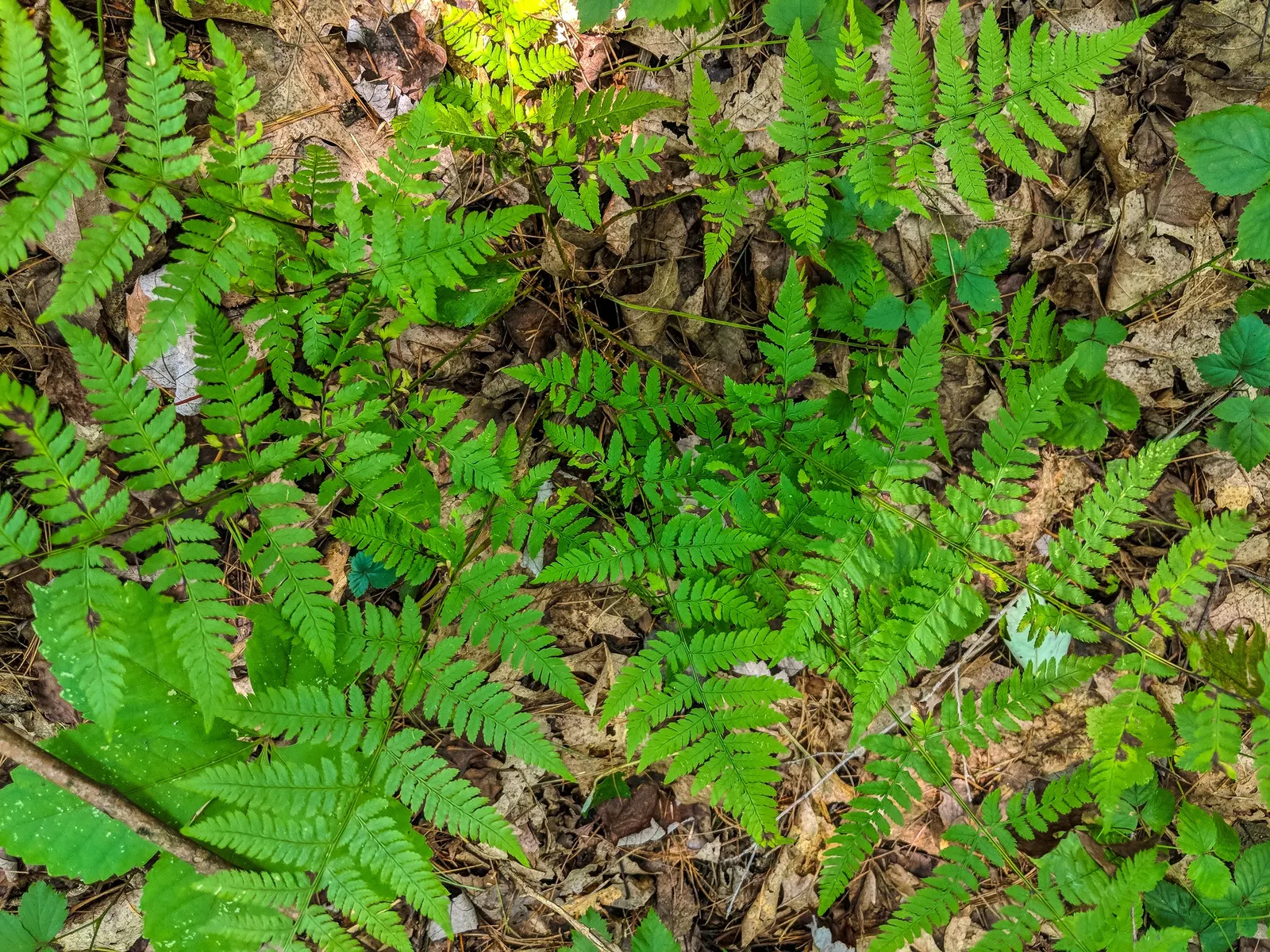 Fern Pine (Podocarpus Gracilior) — is a versatile and attractive evergreen that lends a touch of grace and tropical elegance to any landscape; or as a stately