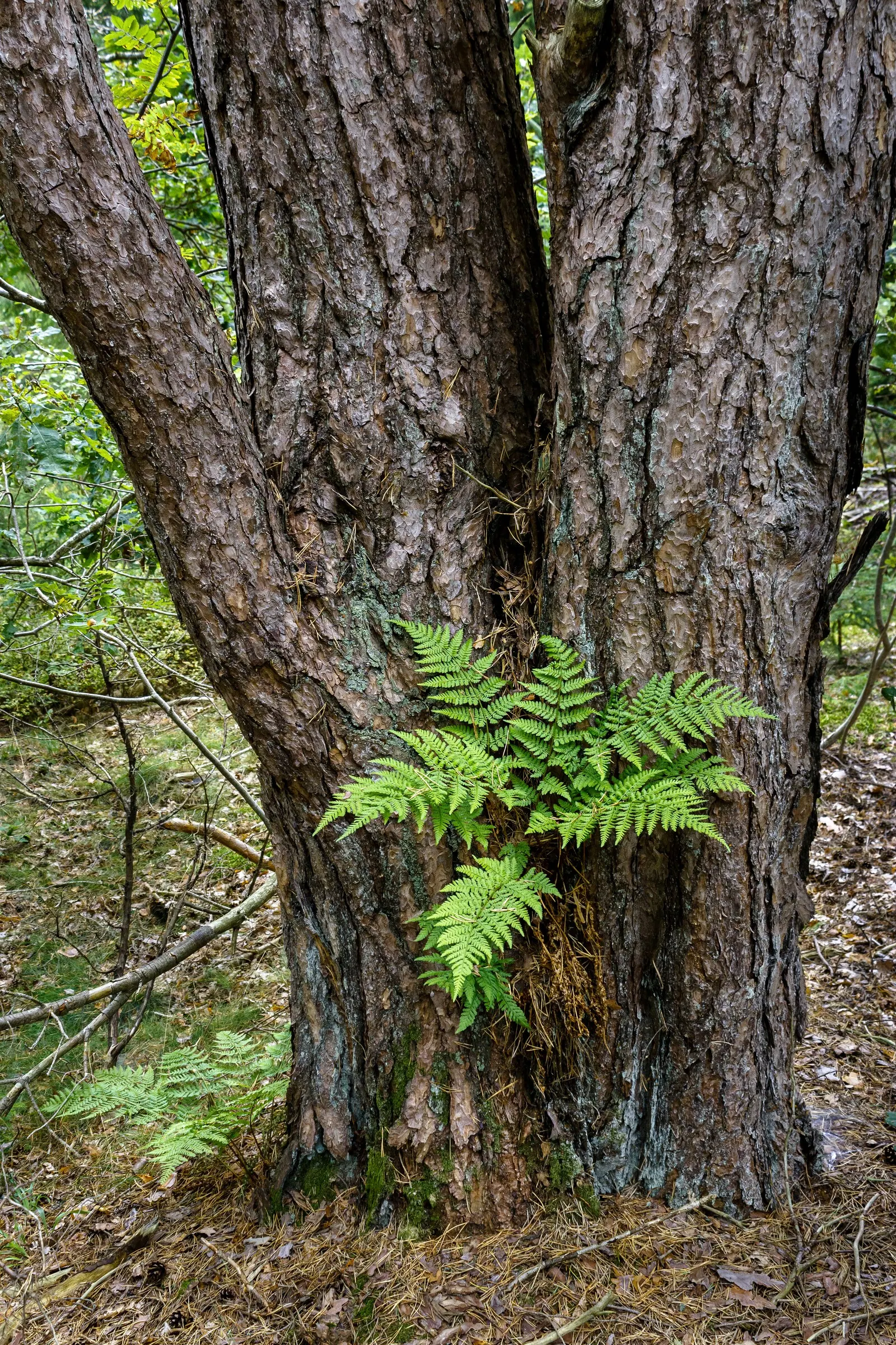 Fern Pine (Podocarpus Gracilior) — enhancing the peacefulness of garden settings