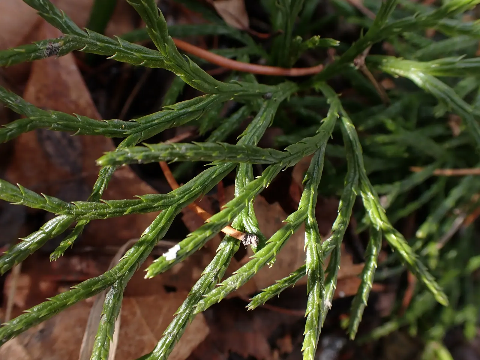 Fern Pine (Podocarpus Gracilior) — and soft foliage reminiscent of fern fronds; scientifically named Podocarpus gracilior