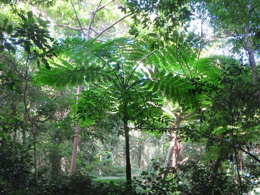 Fern Pine (Podocarpus Gracilior) — Offers a refined texture and dense growth, requiring moderate water