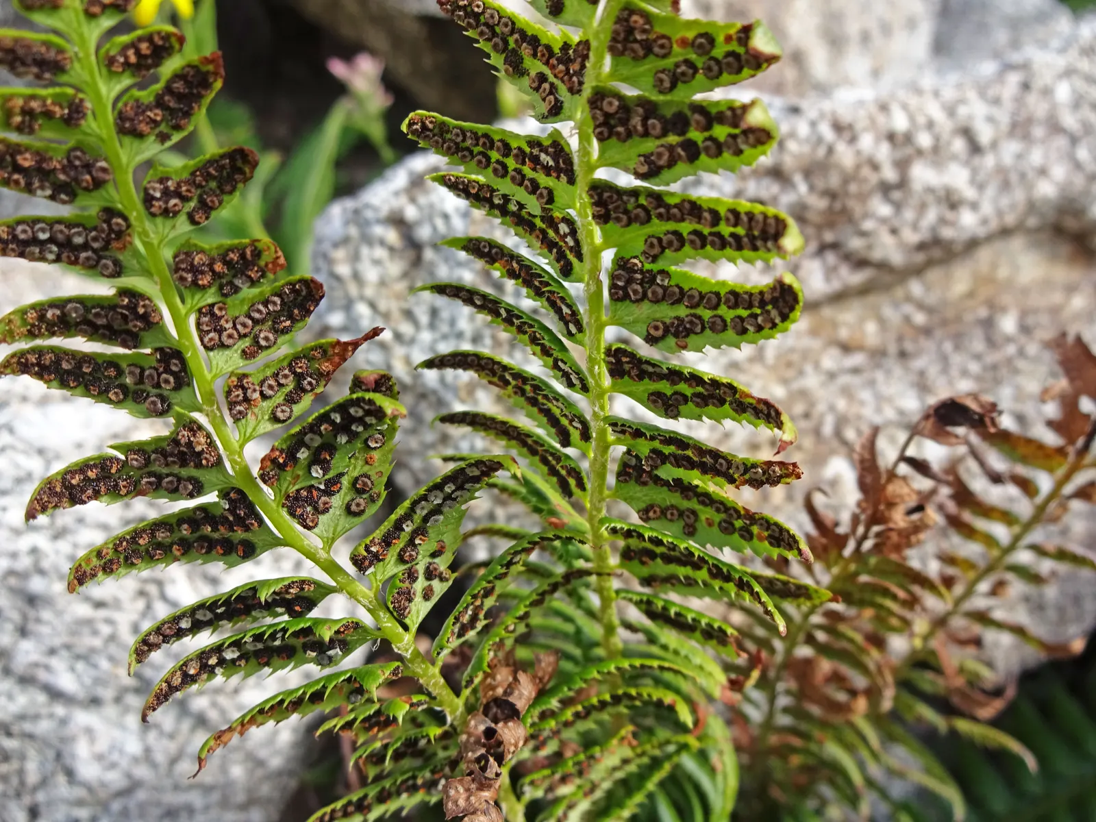 Fern Pine (Podocarpus Gracilior) — or as a stately specimen plant; is a versatile and attractive evergreen that lends a touch of grace and tropical elegance to