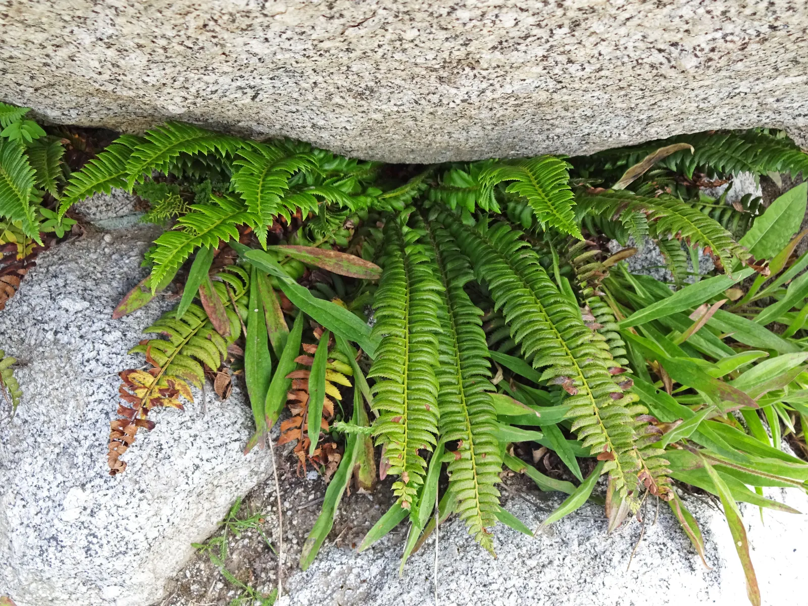 Fern Pine (Podocarpus Gracilior) — Its growth rate is considered moderate; averaging approximately 1 foot per year