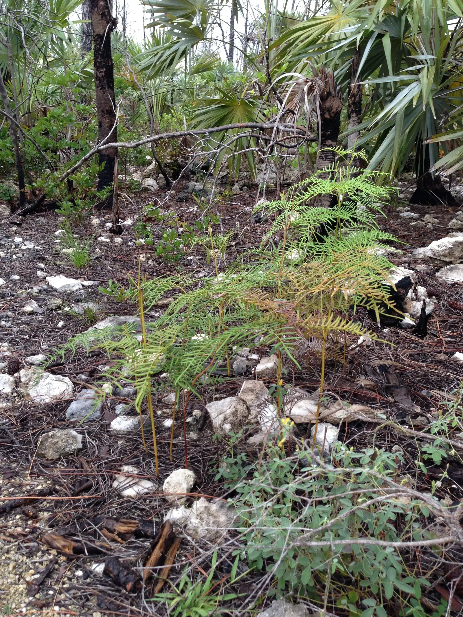 Fern Pine (Podocarpus Gracilior) — Its growth rate is considered moderate
