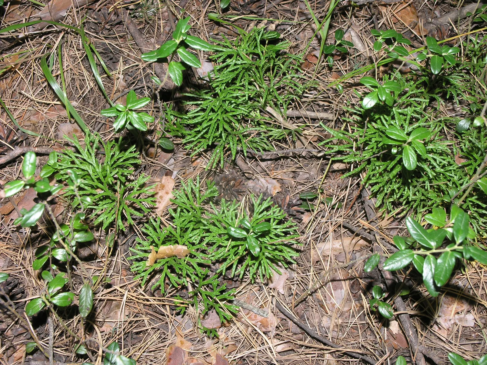 Fern Pine (Podocarpus Gracilior) — scientifically named Podocarpus gracilior; hardy to USDA Zone 9, it tolerates urban conditions well